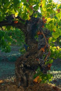 Big clusters of pinot noir grapes, hanging on an old vine.