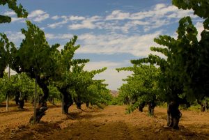 Grenache vines, used for making rosé.