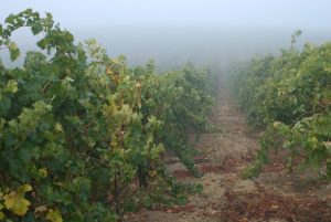 Malvasia Vines with the Monterey Bay fog rolling in.