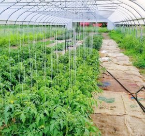 Rows of tomato plants in the hoop house.