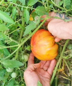 A large Gold Medal tomato in the hoop house.