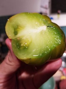 A cut open Moldovan Green tomato.