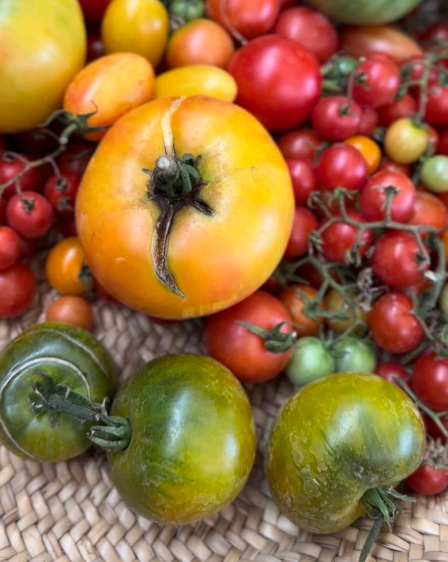 A medley of heirloom tomatoes in different colors